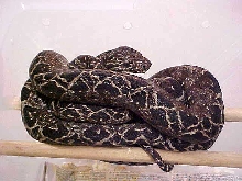 bigblack