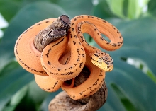 Female Tiger Amazon Tree Boa 1