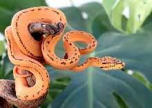 Female Tiger Amazon Tree Boa 2