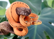 Female Tiger Amazon Tree Boa 3