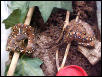 pair