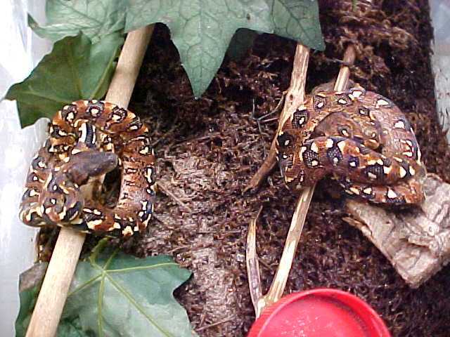 pair