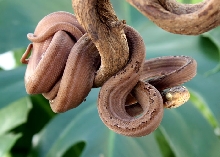 Male Tiger Amazon Tree Boa 1