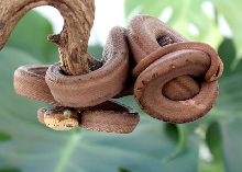 Male Tiger Amazon Tree Boa 2