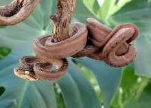 Male Tiger Amazon Tree Boa 3