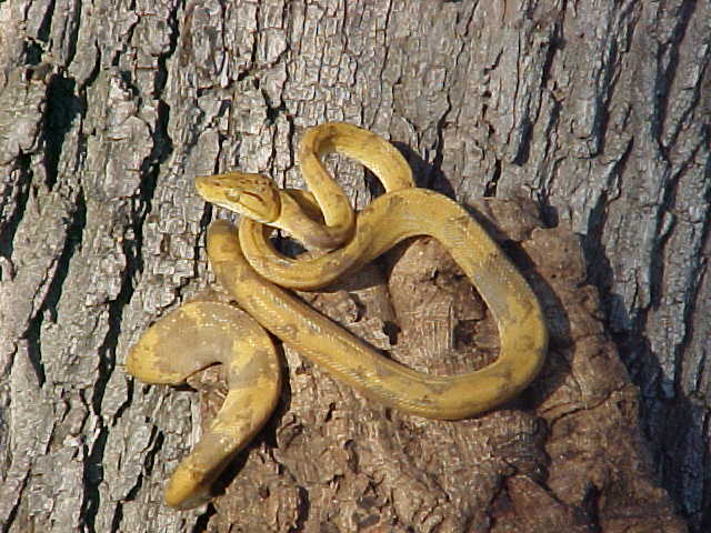 paradox-male