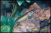 sun skink