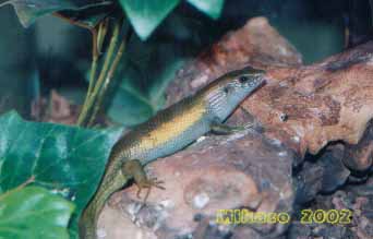 sun skink