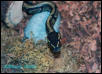 geisha, the ball python