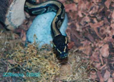 geisha, the ball python