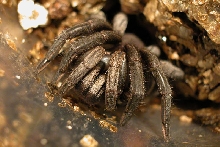 trapdoor spider