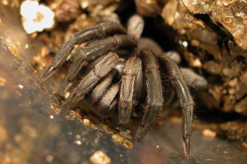 trapdoor spider