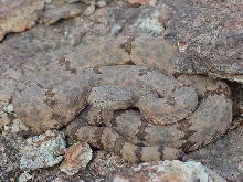 lajitas lepidus