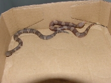 hypomelanistic copperhead