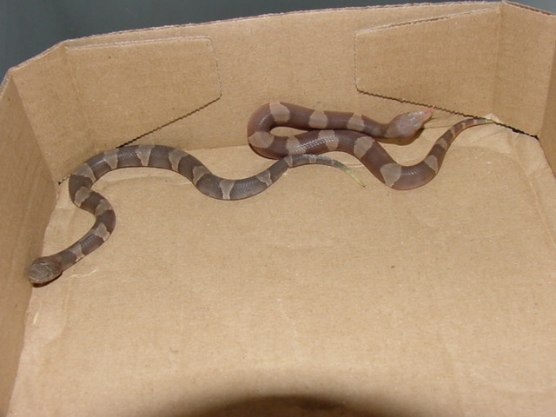 hypomelanistic copperhead
