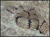 banded rock