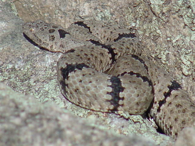 banded rock