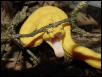 yellow eyelash