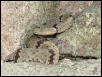 klauberi