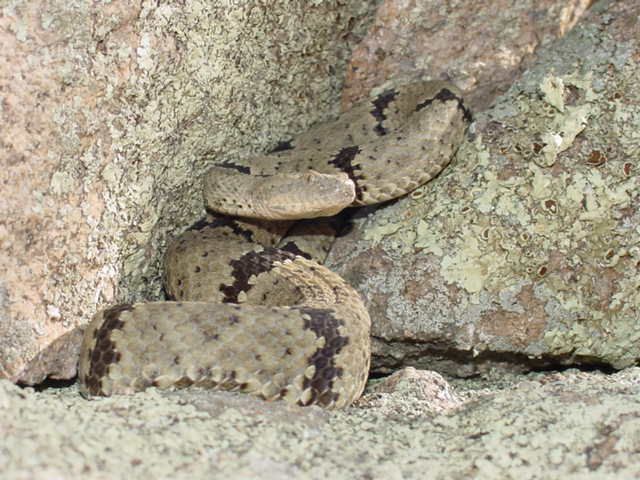 klauberi