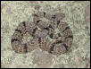 klauberi