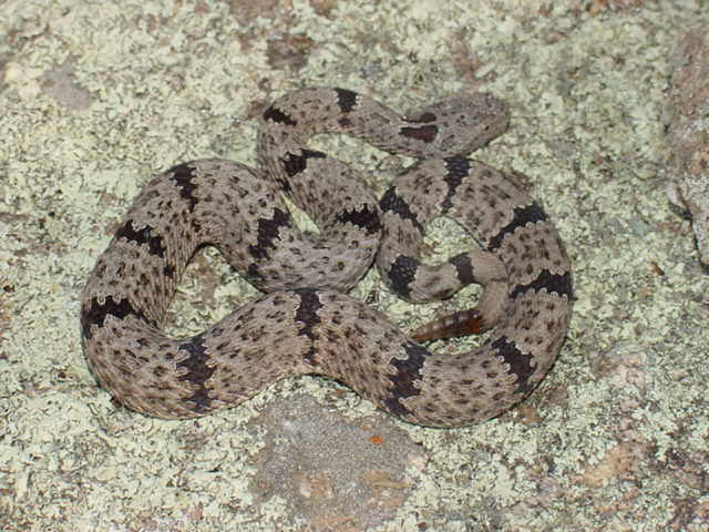 klauberi