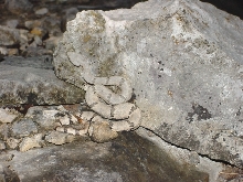 red creek ranch lepidus
