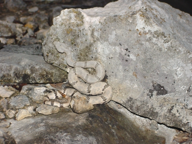 red creek ranch lepidus