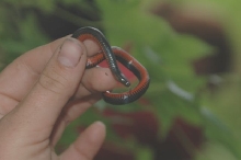 Seminatrix pygaea