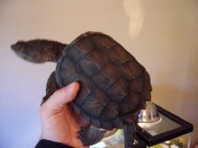 common snapper