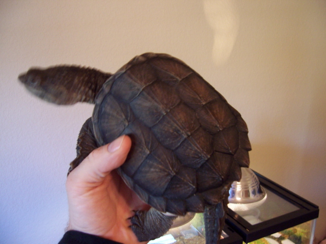 common snapper