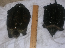 common and alligator snappers