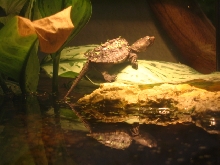 common basking