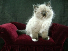 Lucy Torti point