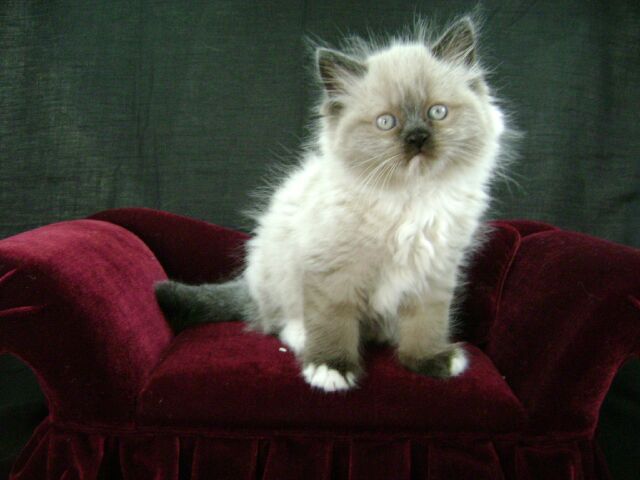 Lucy Torti point