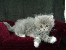 Shadow Grey tabby