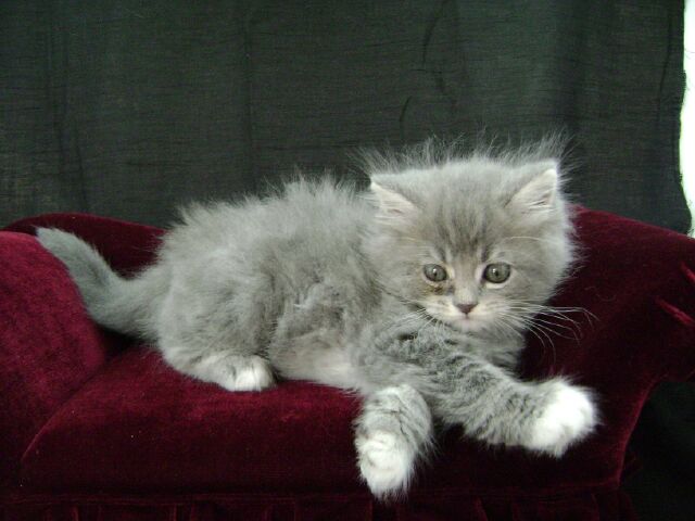 Shadow Grey tabby