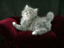 Shadow Grey tabby