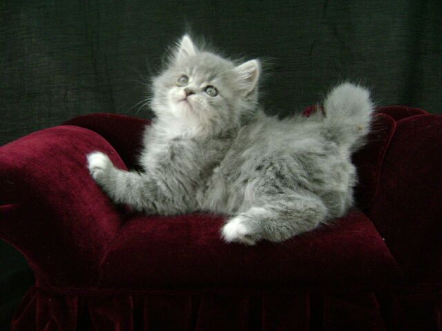 Shadow Grey tabby