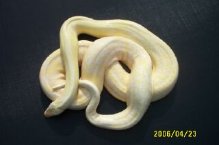ALBINO GRANITE