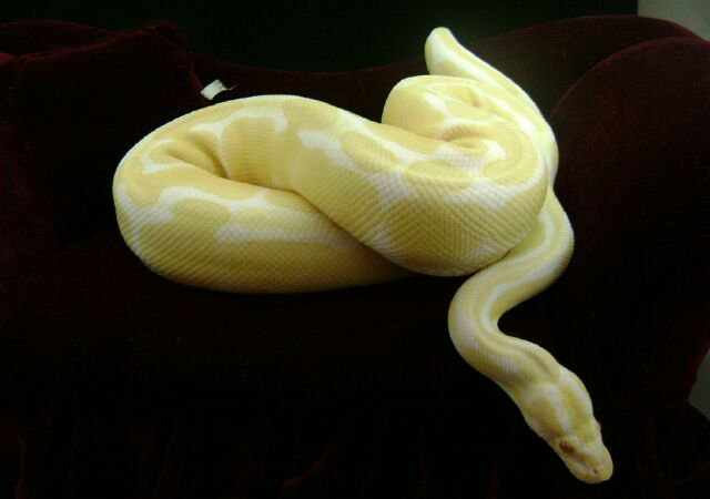 Albino female