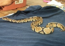 04 ch male 2