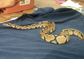 04 ch male 2