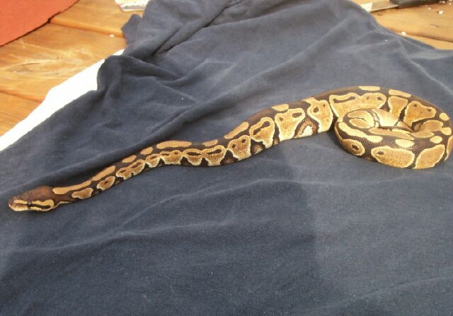 04 ch male 2