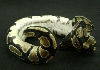 Harly Female