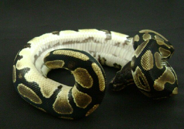 Harly Female