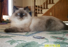 Mr. Green Seal point