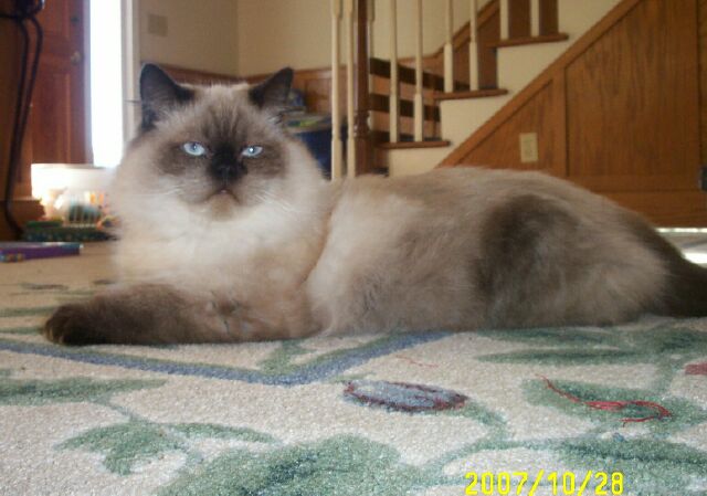 Mr. Green Seal point