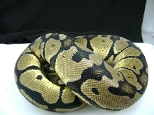 Pastel female