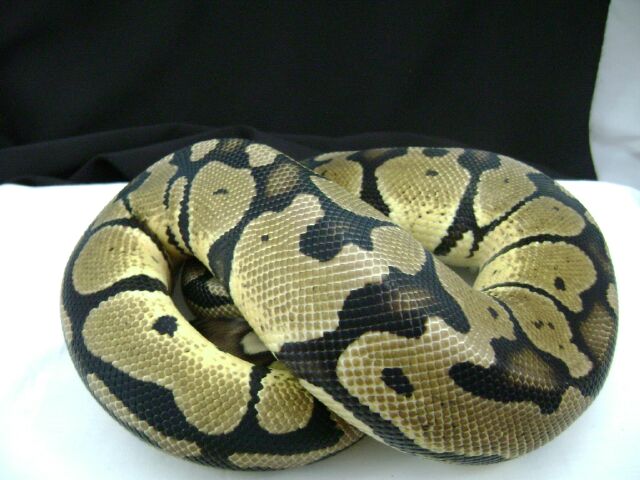 Pastel female